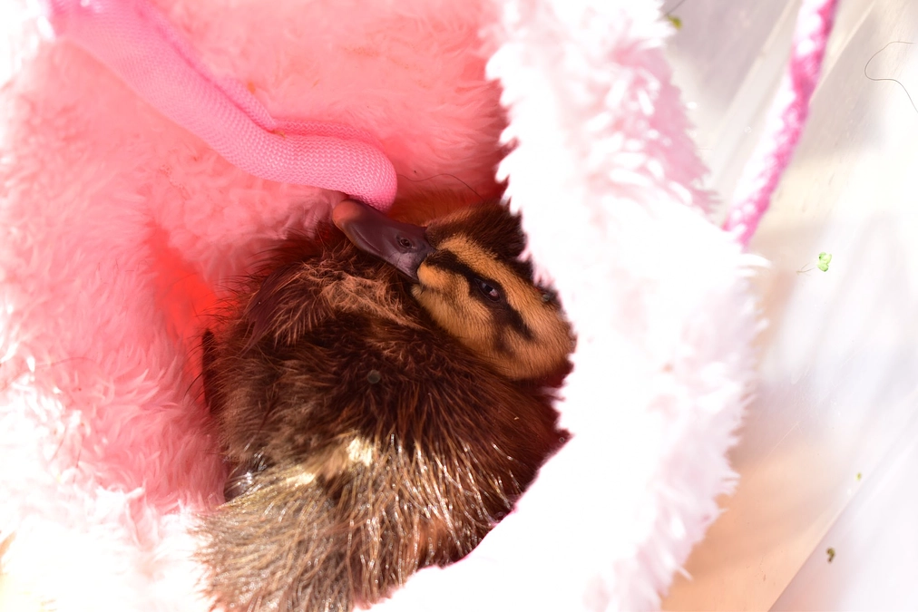 【訃報】衰弱していたカルガモのヒナ5羽のうち1羽