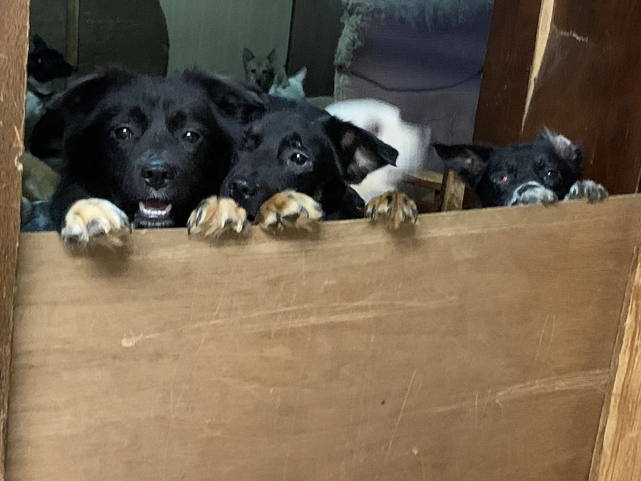 幸せな動物を増やしたい　動物虐待やネグレクト案件に向き合う