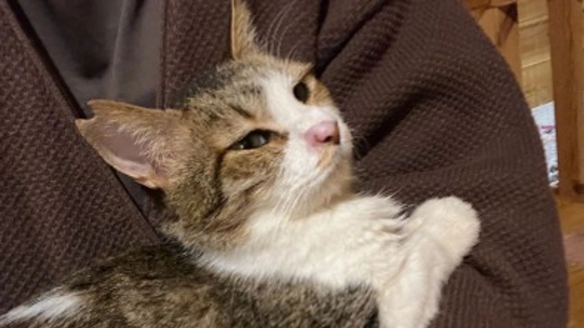 【シェルター便り】ハウスのちびっこさん、かもめくん