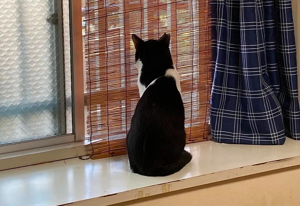 『卒業生通信』～はちわれのテンさんより～【５日目】