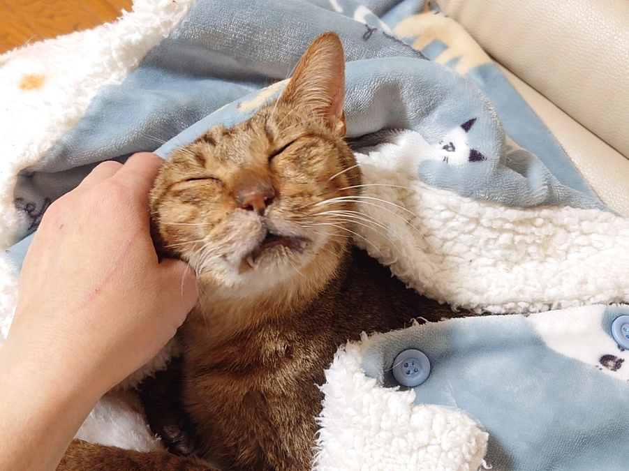 もりねこ終生預かり制度のご紹介（11月の活動報告）