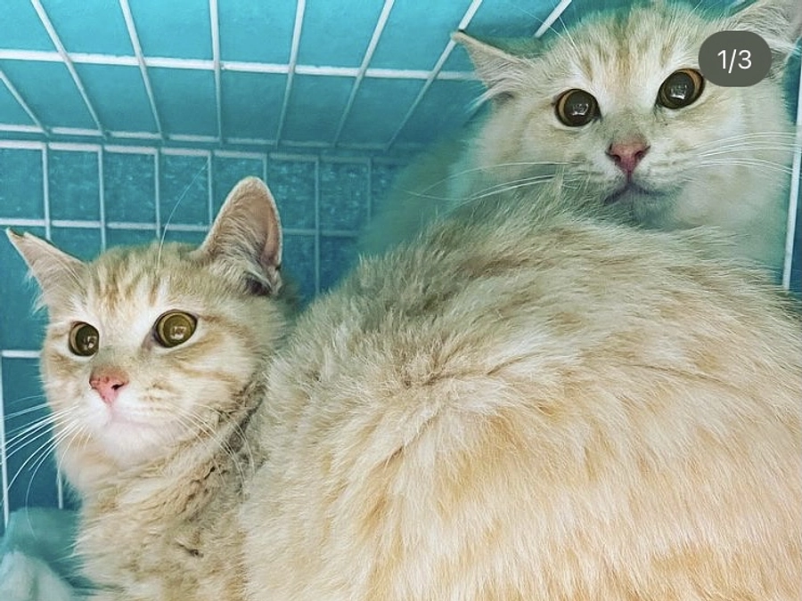 TNRされる猫たち