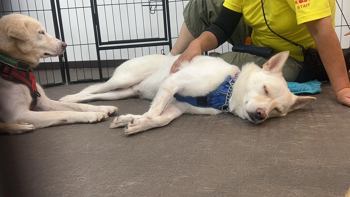 ボランティアの胸のうち　Sさん