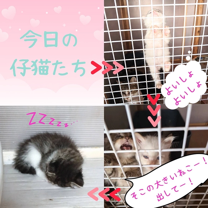 本日のちびっこギャングたち(=^・^=)