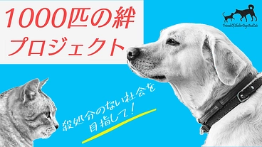 殺処分にあう保健所の犬猫たちを助けたい！1000匹の絆プロジェクト のトップ画像