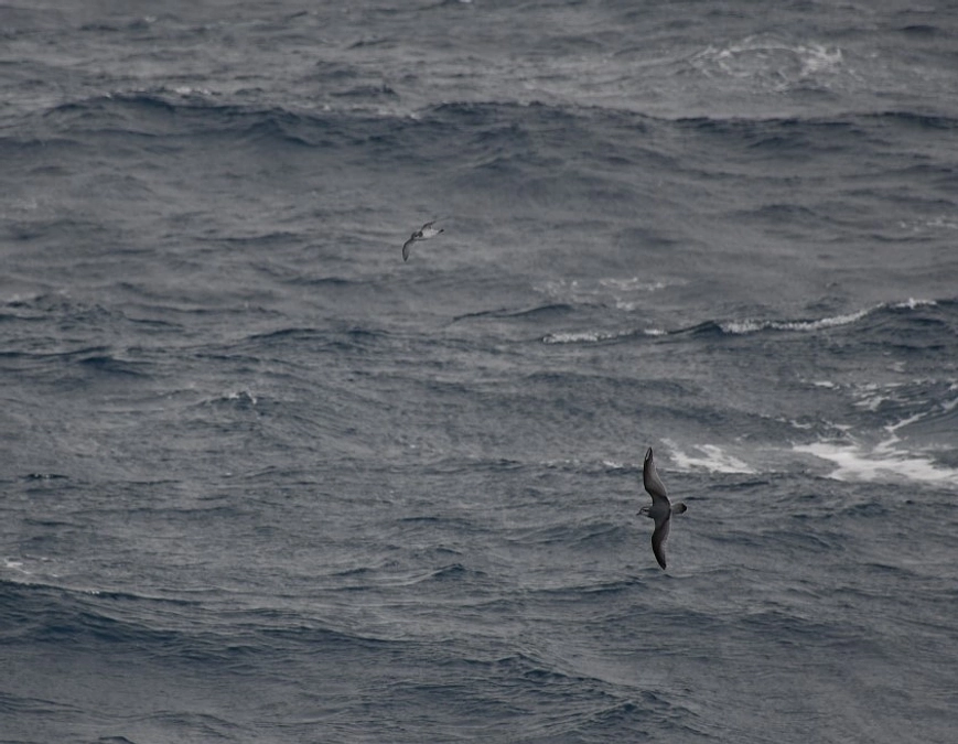 2024年1月17日「クジラドリ」