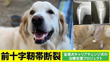 盲導犬キャリアチェンジ犬、エア膝前十字靭帯断裂の治療にご協力 のトップ画像