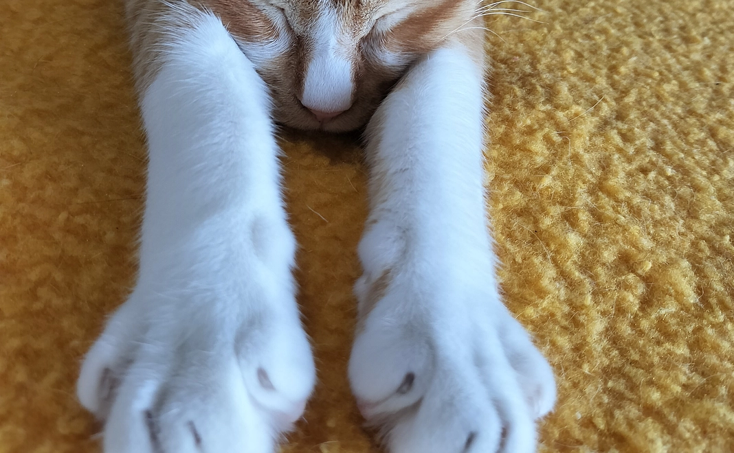 にゃんにゃんコース