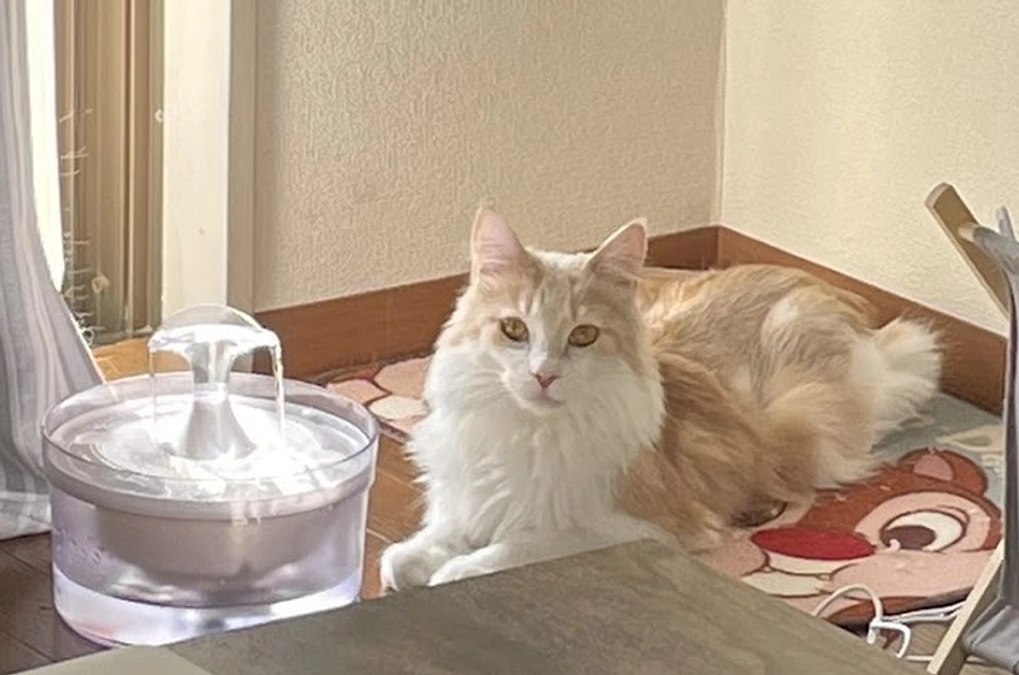 11/4ルイの様子（クラファン終了まで残り13日）