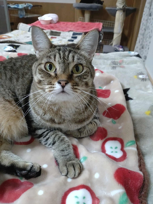 進捗状況：2Fのしっく塗りを行いました。