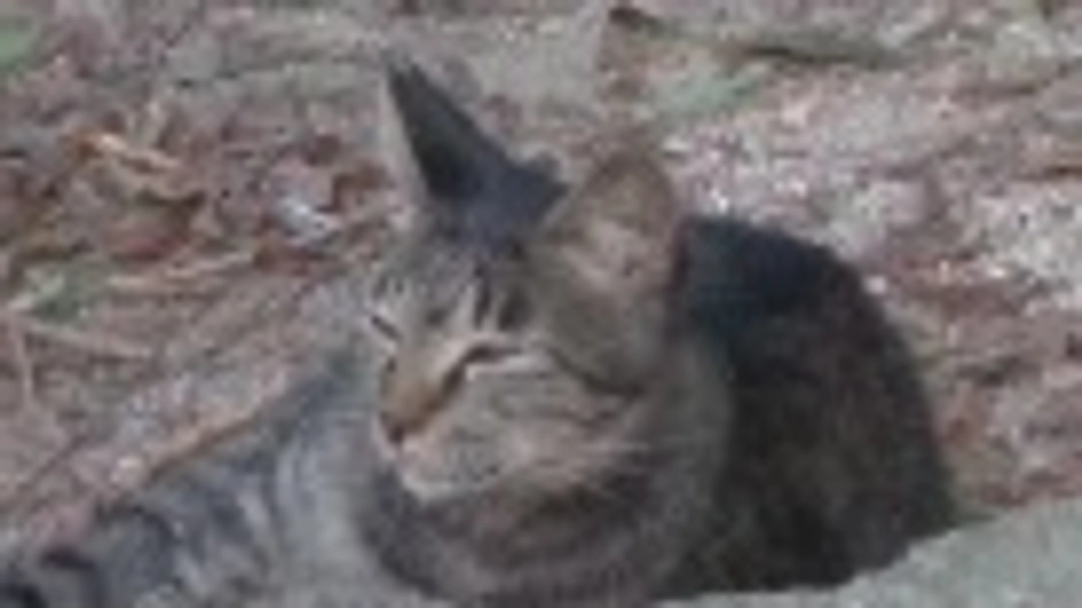 ご支援者様へお礼のメッセージ