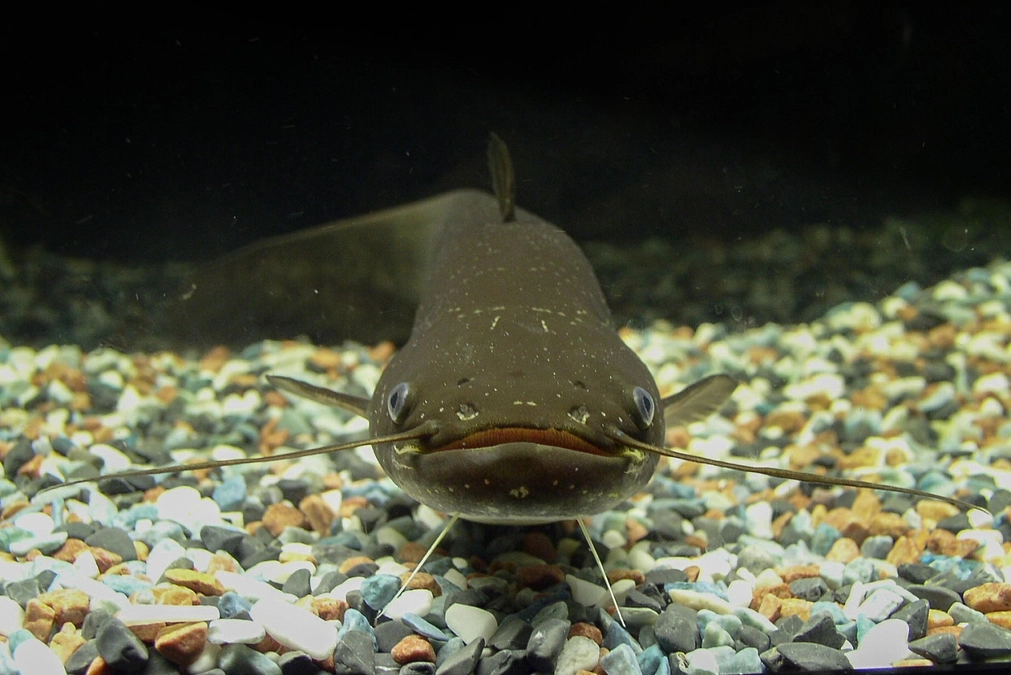 【ナマズ紹介④】ナマズ