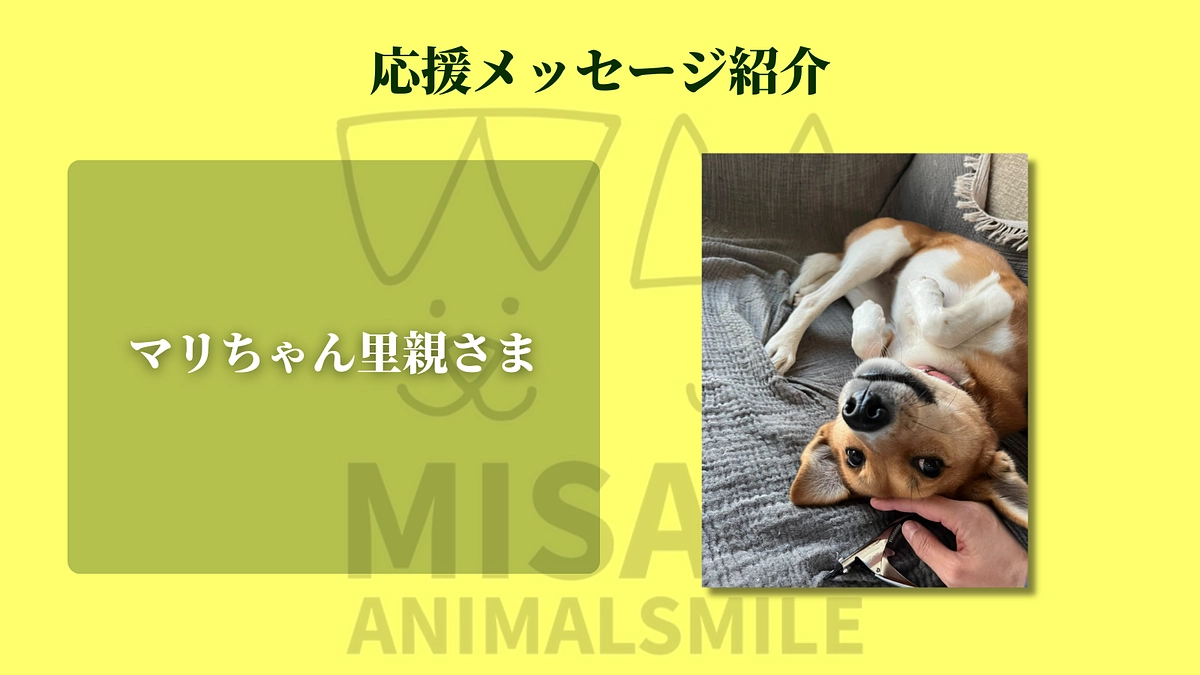 マリちゃん里親さまより応援のメッセージをいただきました！