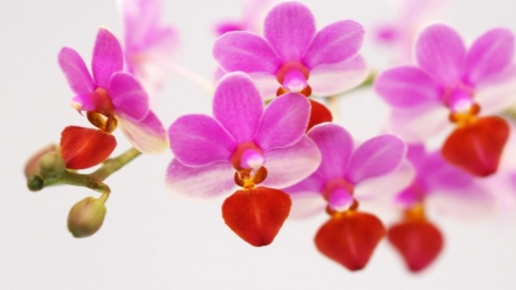 行き場を失った花の命を救いたい！