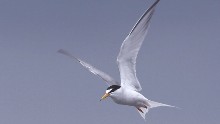 絶滅危惧種コアジサシの保全プロジェクト！GPSで越冬地を調べる!