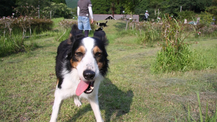 鹿児島のキャンプ場に西日本最大級のドッグランを作ります!