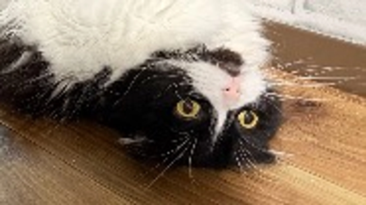 残り12日。今日のししゃもはラッコのポーズ