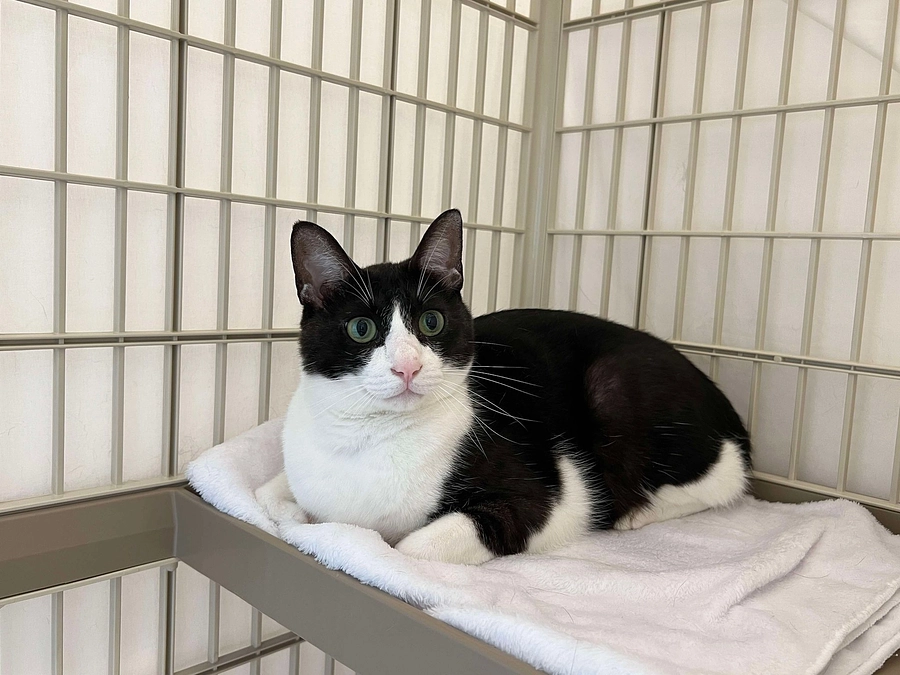 能登半島の被災猫救援活動プロジェクト、ネクストゴールに挑戦します～能登豪雨、被災猫の救援へ〜