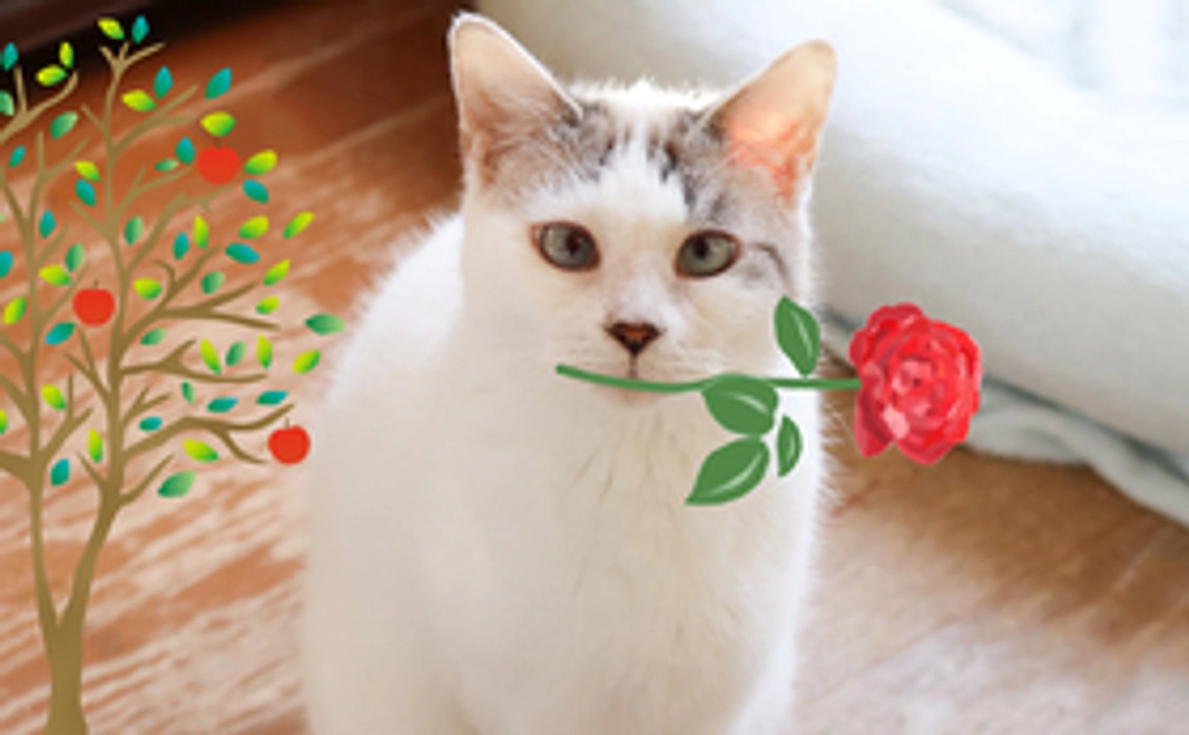 お気持ち支援|¥3,000