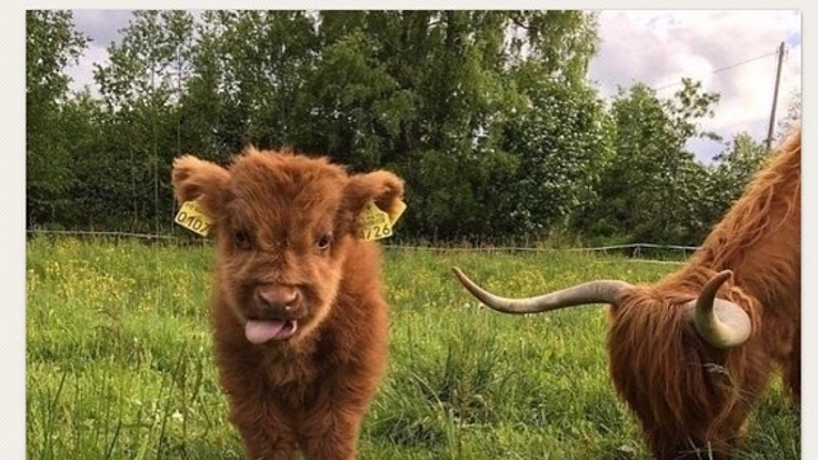 動物の犠牲に溢れた美意識を変えたい!