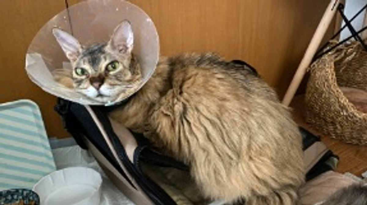 退院後1週間後〜2週間の様子