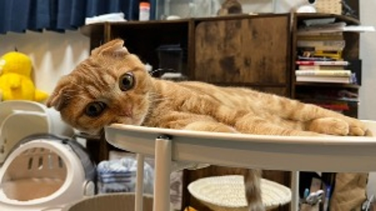 新たな場所を見つけたふう