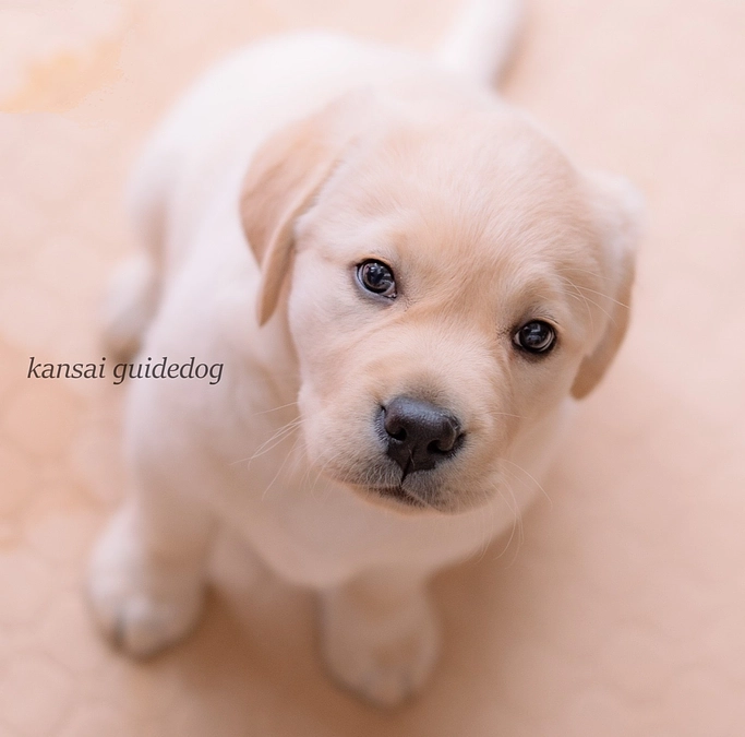 首をかしげるパピー(2024/03/11）