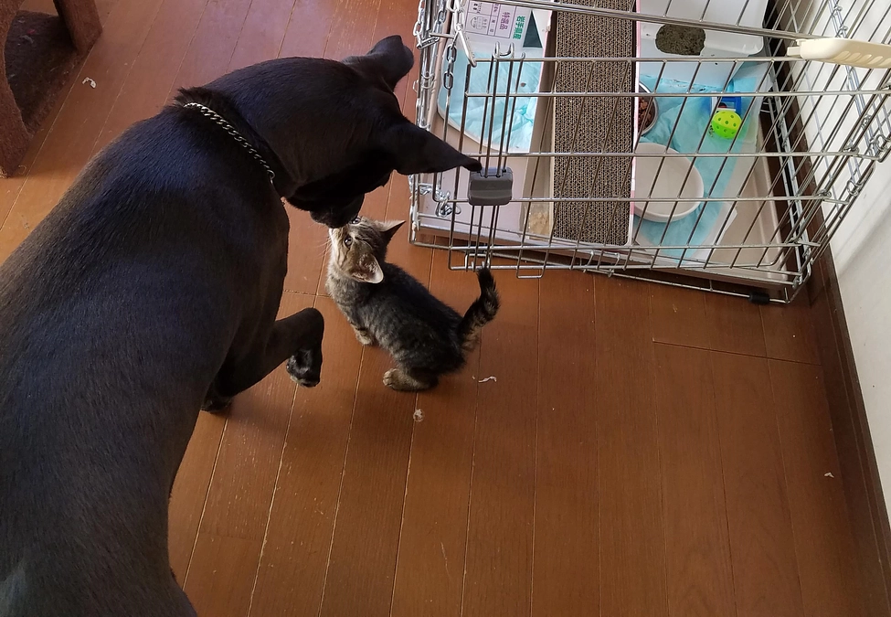 誰にでも優しいホープです。ご支援お願いいたします