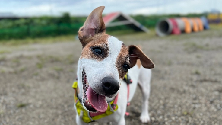 【頸動脈小体腫瘍】放射線治療全４回　リーくんを助けてください。