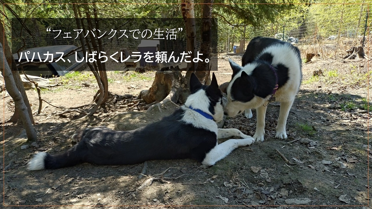 ”フェアバンクスでの生活” 　パハカス、レラをしばらく頼んだよ！