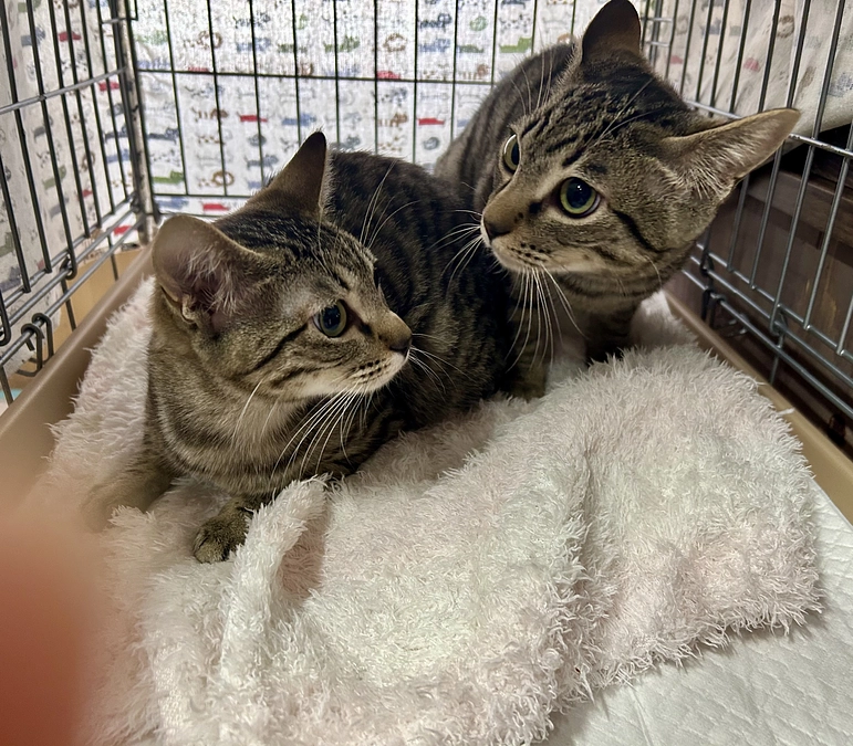 ねこまち長屋ホント開設出来て良かったです❣️