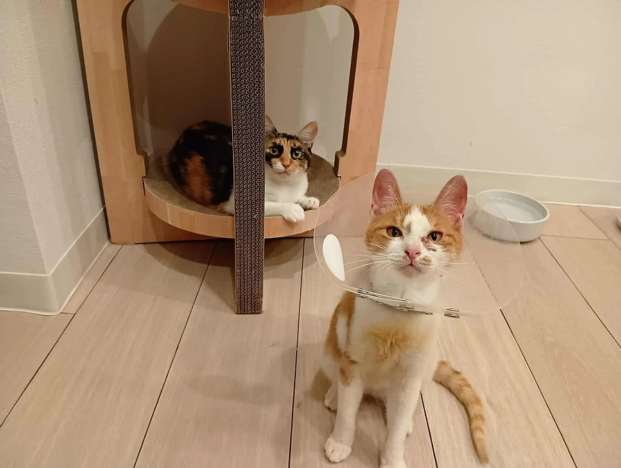 今も、あの場所に。——まだ救えていない命がいます。日曜日に捕獲に入ります。