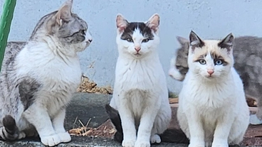 野良猫の避妊・去勢手術をして幸せ猫になってもらいたい のトップ画像