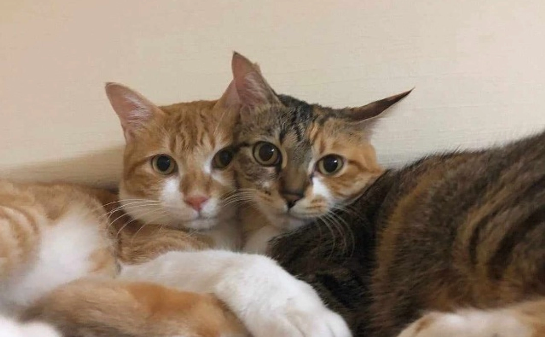 【特別なリターン不要】ハピボ応援コース|1万円