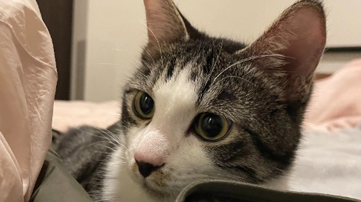 なかよし兄弟。