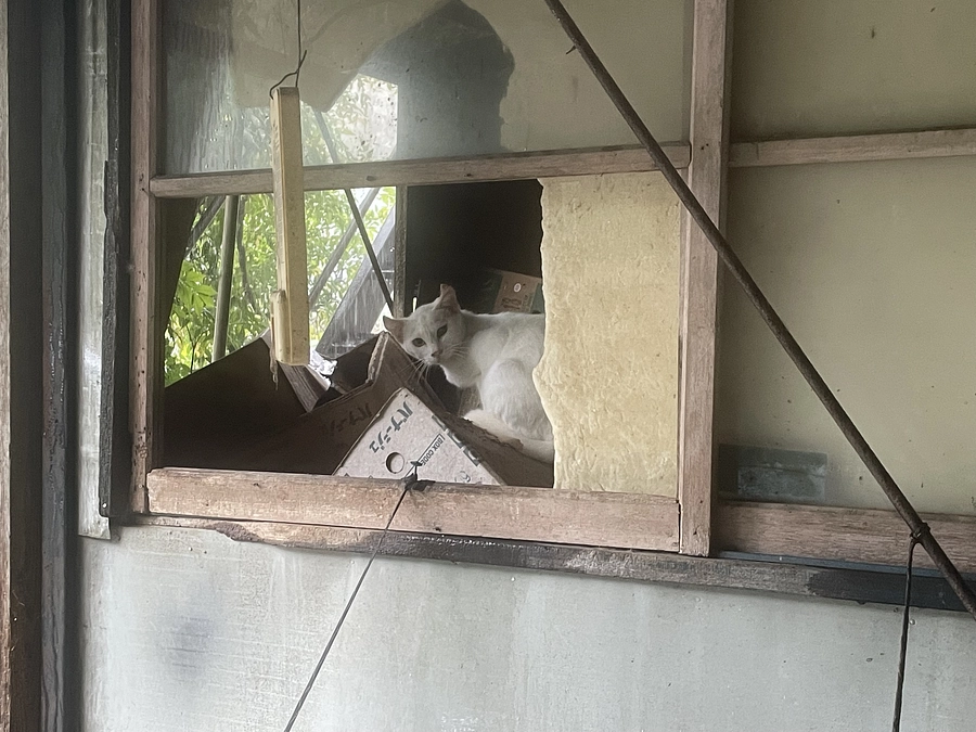 豪雨の中山にご飯を届けに。人にも外猫さんにも、台風の被害がどうか出ませんようにと祈るばかりです。