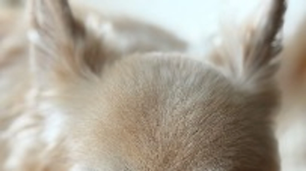 【自称】メープルシロップ