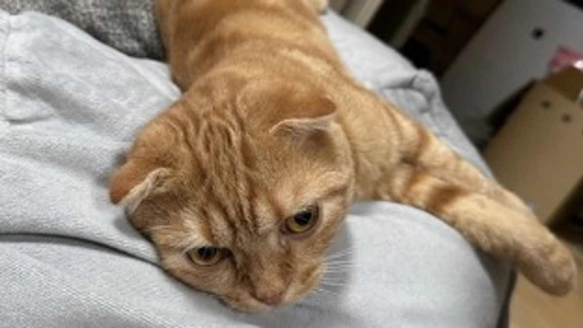 FIP経過観察20日目