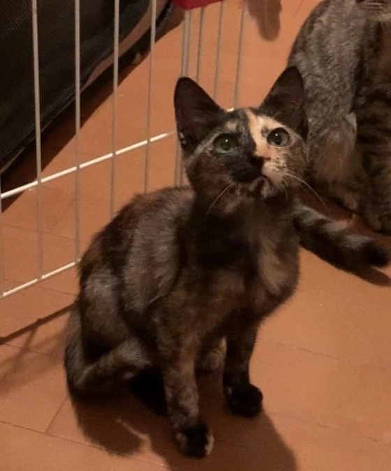 最初に保護したサビ猫ちゃんにずっとのお家ができました！