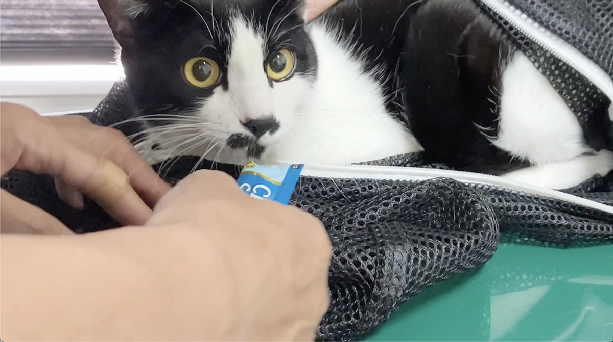 2025年4月29日(火)シドちゃん　FIP治療活動報告