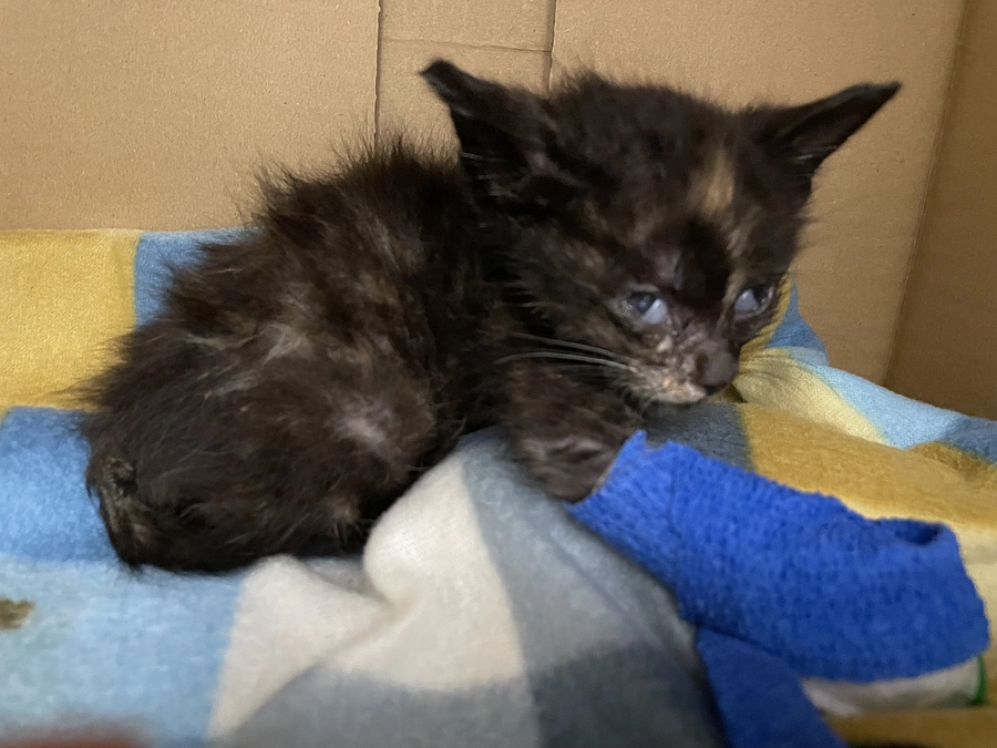 助けたくても、どうしても助けられない命もある😭不幸な命を無くすためには「不妊手術」しかない