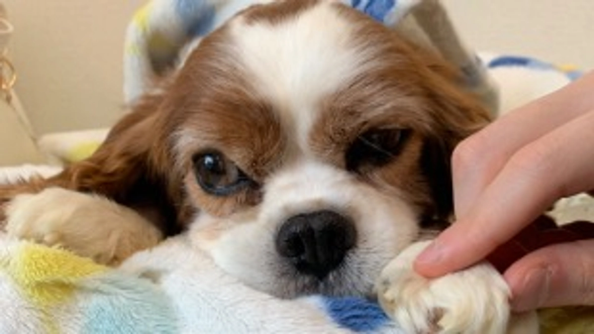 術後18日目です。今日も変わらずお腹が治りません...