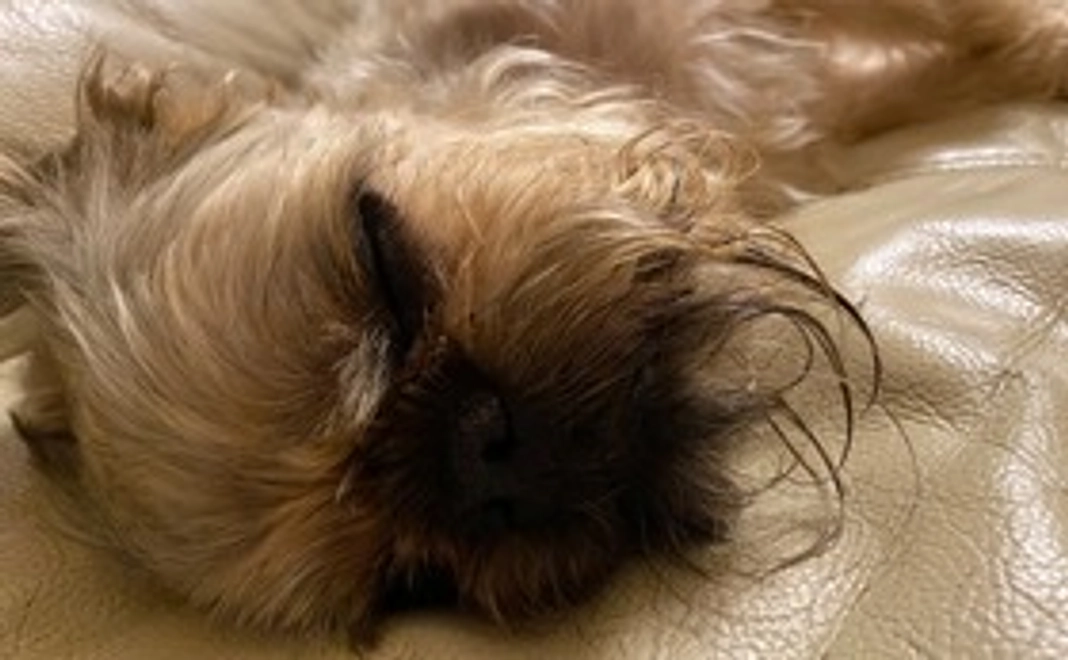 ファラオに願いを込めて