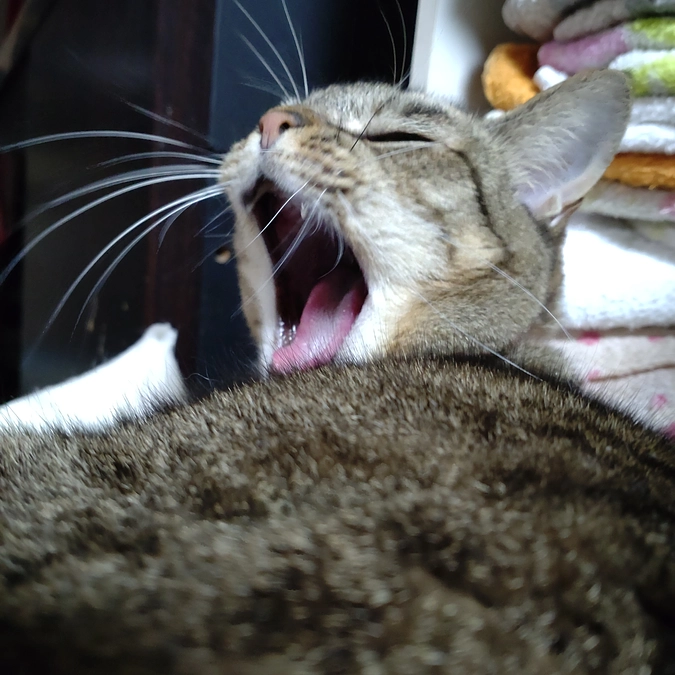 ネムネム💤　うずらちゃん💕