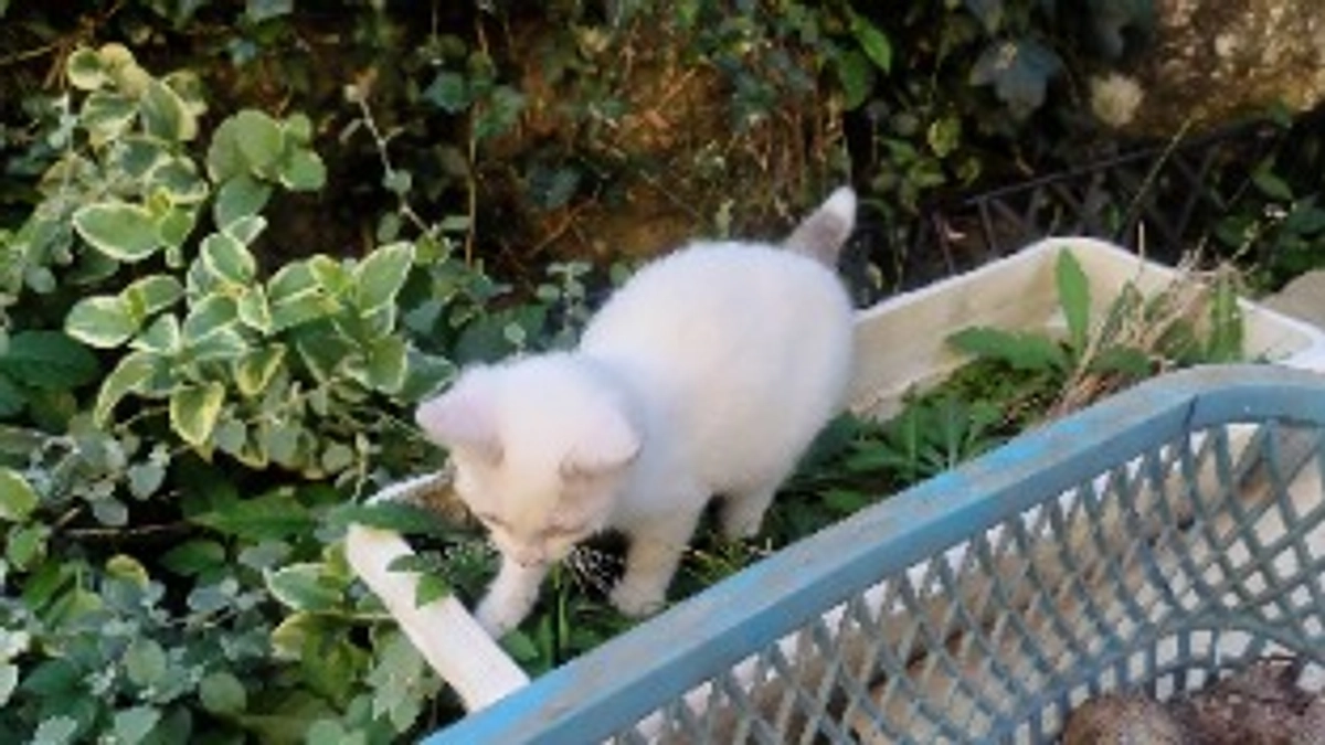 しっぽちゃんの仲間たち