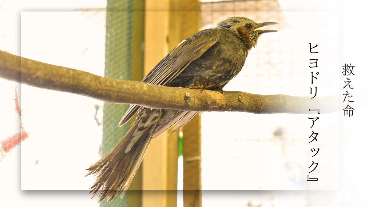 【過去リリース事例】車との衝突で神経麻痺 脚が動かなくなっていたヒヨドリ