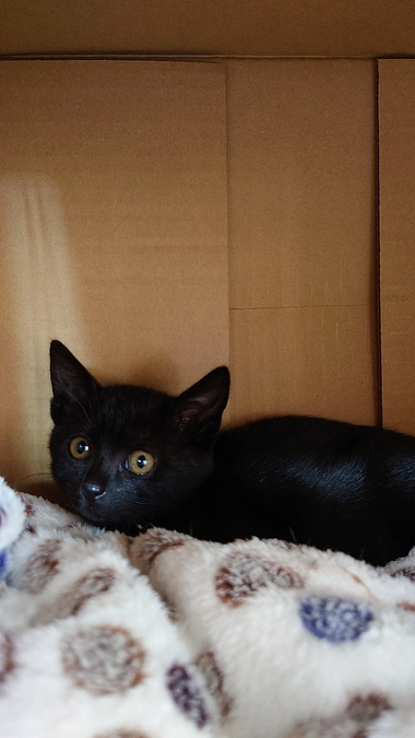 可愛い２ヶ月子猫。。。