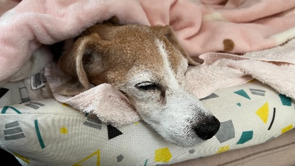 11/14 突然フードを食べたちびっこ、体が受け付けてない現実を思い知る。