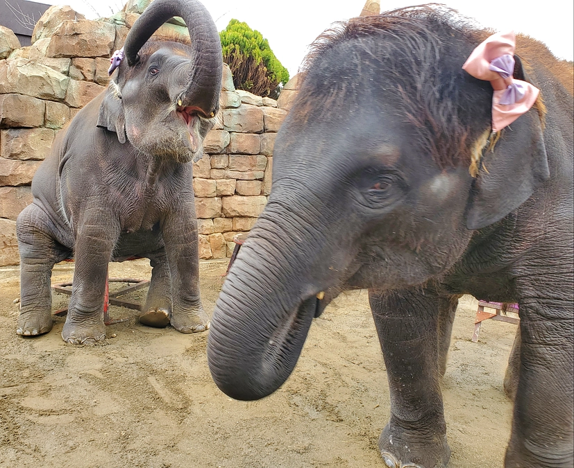 進む研究｜来園者がゾウを元気に【ゾウの笑顔いっぱいの市原ぞうの国にぜひ！お越しください♪】