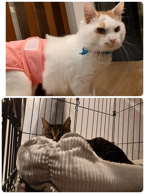 【つきまろ君】の医療と【くりまんじゅう君】一時帰宅